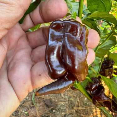Trinidad Scorpion X Congo Chocolate - Seeds - The Pepper Pantry (Formerly Marie Sharp's)